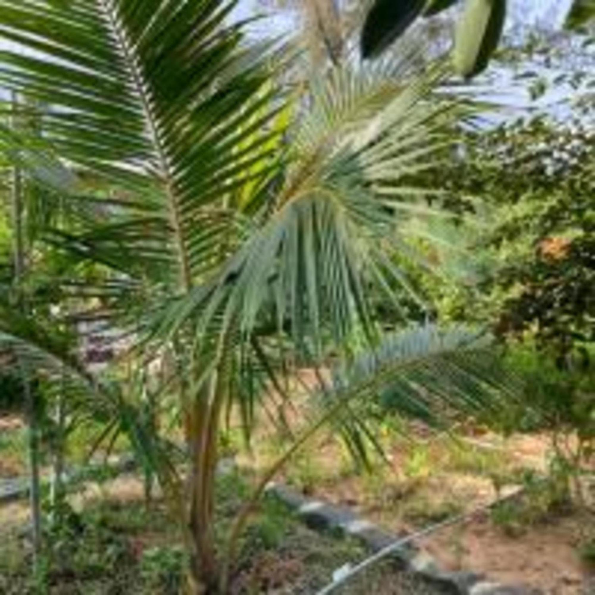 Duc Luu Quang Hotel Binh Thuan Tuy Phong ภายนอก รูปภาพ